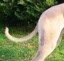 格力犬尾巴