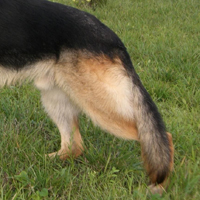 昆明犬尾巴