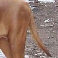 土佐犬尾巴