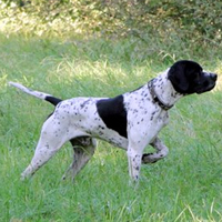 英国指示犬描述