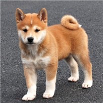 柴犬描述
