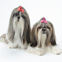 西施犬描述