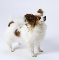 蝴蝶犬描述