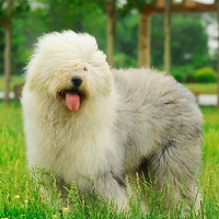 古代英国牧羊犬描述