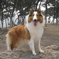 苏牧犬描述