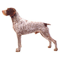 德国短毛指示犬描述