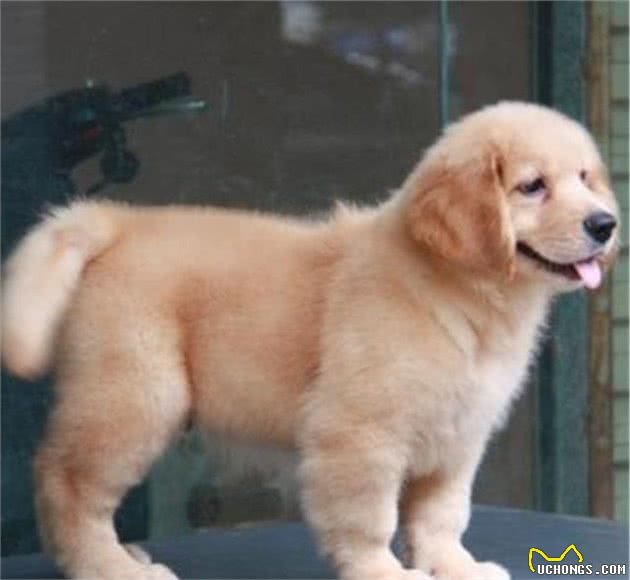 金毛巡回猎犬，你了解多少？
