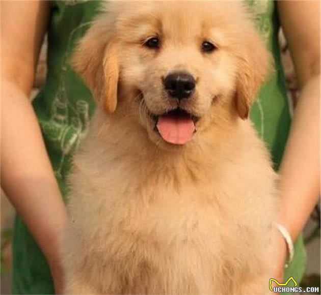 金毛巡回猎犬，你了解多少？