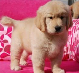 金毛巡回猎犬，你了解多少？