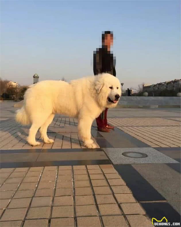 你有勇气养一只巨大的大白熊犬吗？