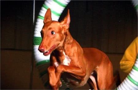 法老王猎犬能抓兔子么是能够抓捕兔子的