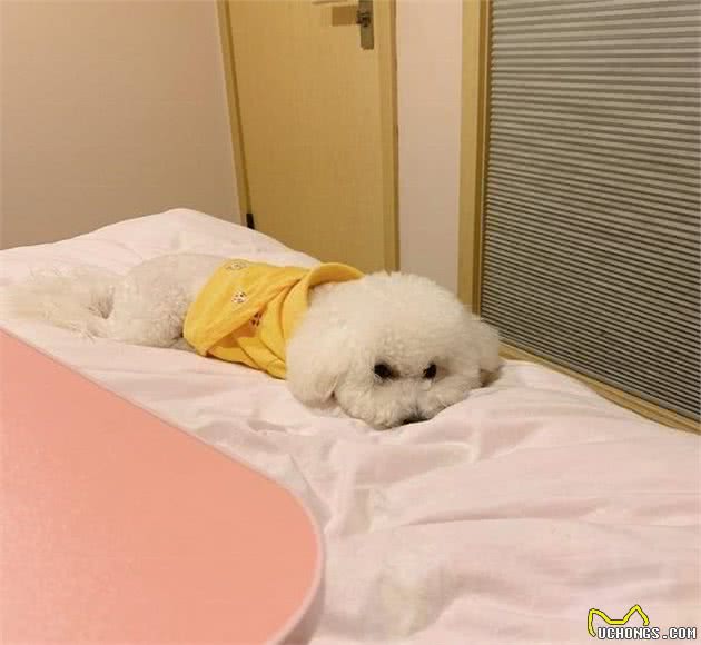 萌萌的比熊犬优点居然这么多！给你不能不养比熊犬的理由