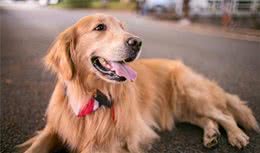 挑选金毛犬时，记住这几点，宠物老板看了就明白你是“内行人”