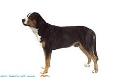 动物星球·世界名犬赏析—大瑞士山地犬！