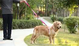 狗狗身上异味洗不掉，但从这几个方面入手就能够