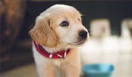 幼犬多吃点才能快高长大？小心长大变油腻大叔！最好按这比例喂