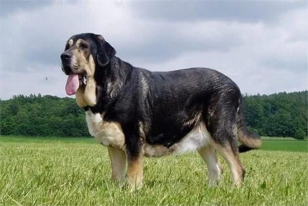 世界大型犬排名，马士提夫犬高76.2厘米