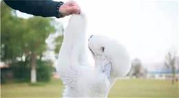 教会宠物狗狗到狗厕所排便