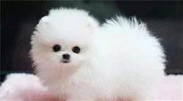 家庭养什么狗比较洁净？十大适合家养的小型犬