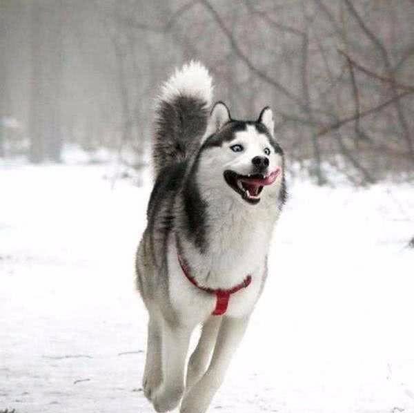 关于哈士奇犬的10个特点，饲养前一定得了解