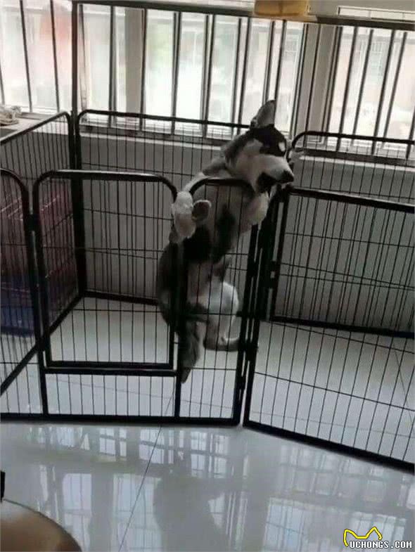 关于哈士奇犬的10个特点，饲养前一定得了解