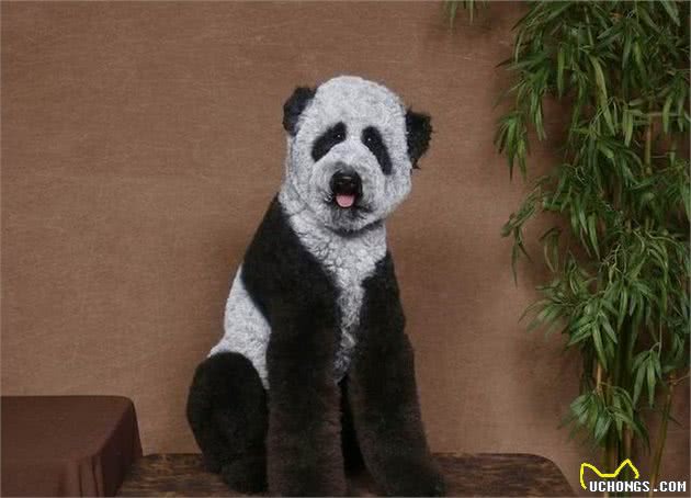这些你所不知道的贵宾犬造型，你敢尝试吗？