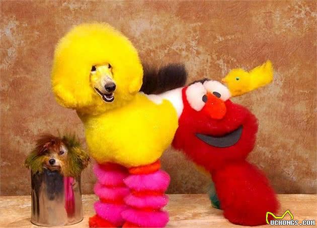 这些你所不知道的贵宾犬造型，你敢尝试吗？