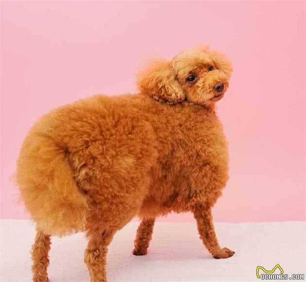 这些你所不知道的贵宾犬造型，你敢尝试吗？
