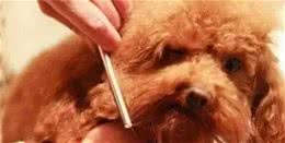 犬毛发容易打结，面对这个问题我们需要注意这几点