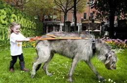 世界上体型最大的军犬，杀狼专用，属于军犬中的顶级猛犬