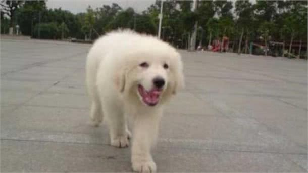 这里的知识最全面—入手大白熊犬，需要注意什么细节