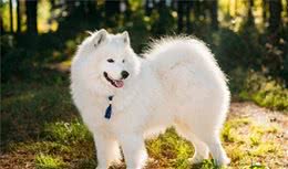 长毛狗都是颜值担当，边牧犬在其中，颜值只能算一般般