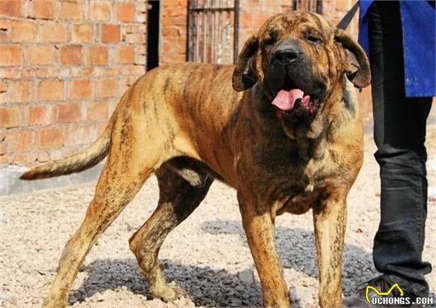 这5种犬，能力不逊于军犬，却被遗忘在乡村