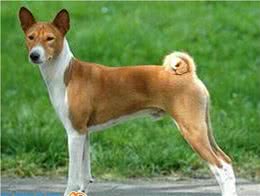 动物星球·世界名犬赏析—巴仙吉犬！