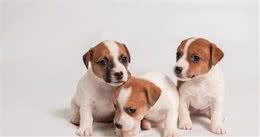 新生幼犬中的病犬该如何护理？又该如何防止？一篇文章告诉你