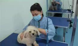 注意：狗狗护理四大重点部位清洁方法