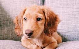 金毛犬坚持每天为主人取报纸，网友羡慕：别人家的狗绝不让人失望