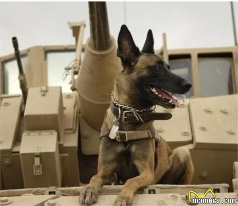 勇于德牧争现代军警犬霸主地位的—马林诺斯犬