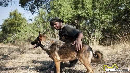 勇于德牧争现代军警犬霸主地位的—马林诺斯犬