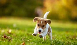 如何选择最合适你的幼犬