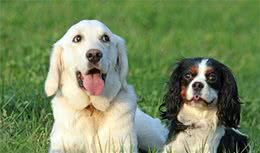 不要以为短毛犬就不掉毛，掉起来也很可怕哦！