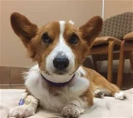 柯基犬粮什么牌子的好？