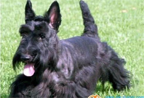 动物星球·世界名犬赏析—苏格兰梗!
