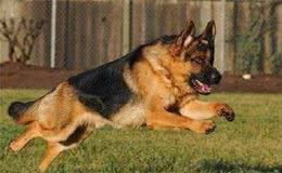 怎样饲养爱犬，你做到了哪些？