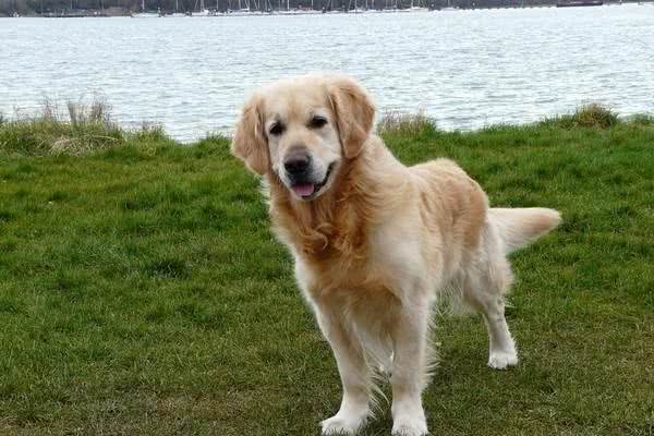 我帮你拿!黄金猎犬化身暖男 抢帮主人提东西回家