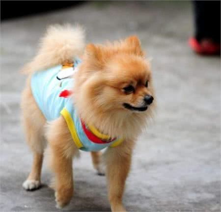 纯种的“博美犬”，一般有这几个特点，自己家的对号入坐