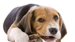 呕吐、拉稀、拒食……犬消化不良很危险！