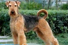 动物星球·世界名犬赏析—万能梗！