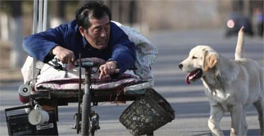 电影忠爱无言二货是什么品种的狗拉布拉多犬多少钱一只