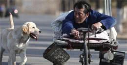 电影忠爱无言二货是什么品种的狗拉布拉多犬多少钱一只